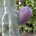 Giant Club Cactus, Hedge Cactus, cadushi, kayush